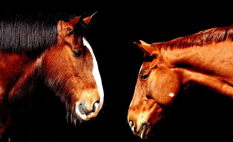 I cavalli sanno riconoscersi allo specchio?