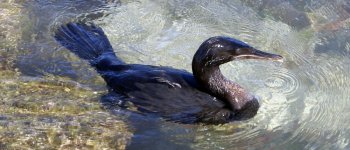 Il cormorano delle Galapagos: smettere di volare perché non serve