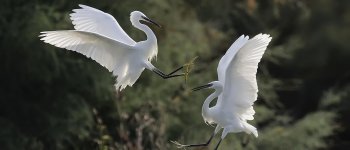 Garzette: uccelli belli e litigiosi