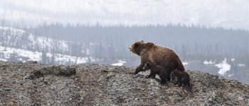 L'orso Grizzly non è più specie a rischio. Ma così perde tutte le tutele
