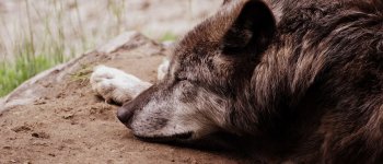 L'allevatore e il lupo: quando la convivenza è possibile (e conviene)