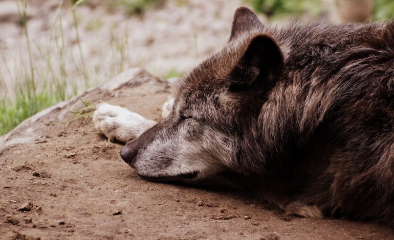 L’allevatore e il lupo: quando la convivenza è possibile (e conviene)