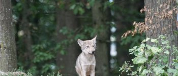 Cinque cuccioli di lupo trovati morti