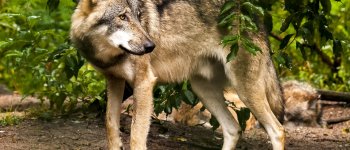 I pericoli dell'ibridazione tra lupo e cane