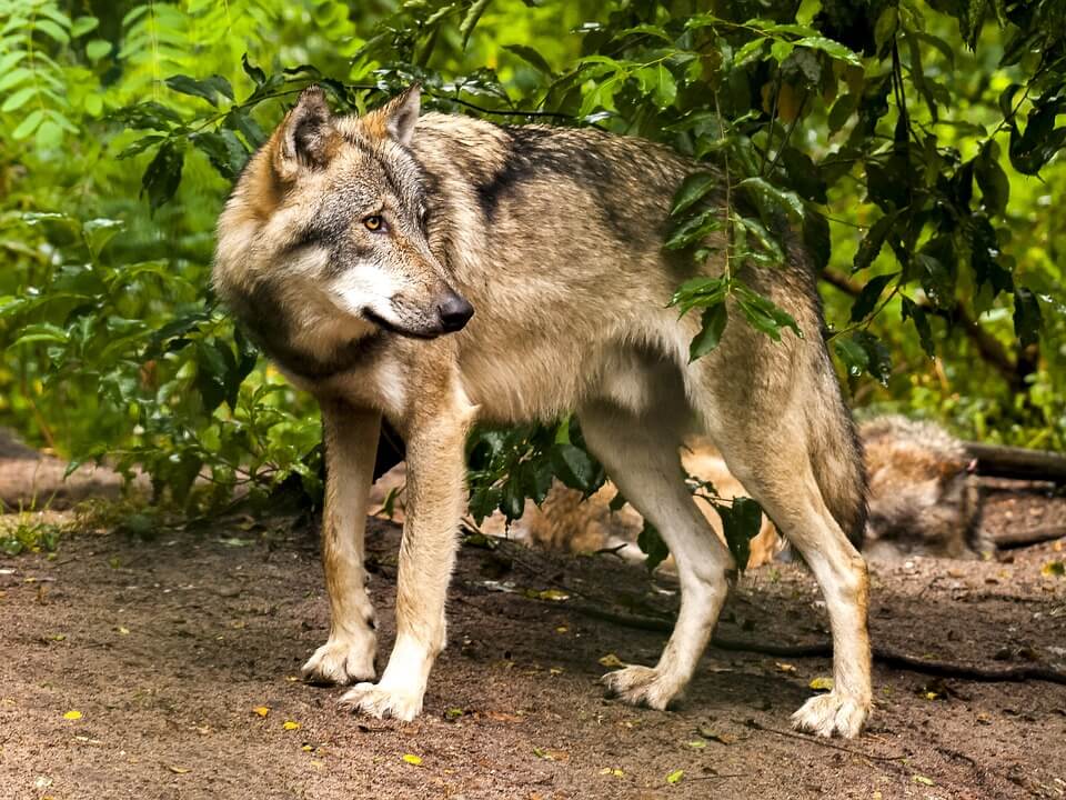I pericoli dell'ibridazione tra lupo e cane La Rivista della Natura I pericoli dell'ibridazione tra lupo e cane La Rivista della Natura