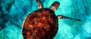 La mattanze delle tartarughe sull'isola di Mayotte