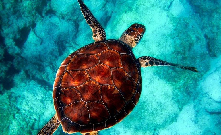 La mattanze delle tartarughe sull’isola di Mayotte