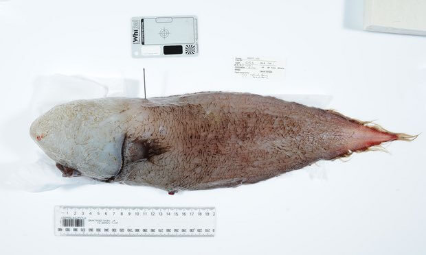 Ricompare il pesce “senza faccia”: non si vedeva dal 1873