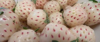 Pineberry, le antiche fragole bianche al sapore di ananas