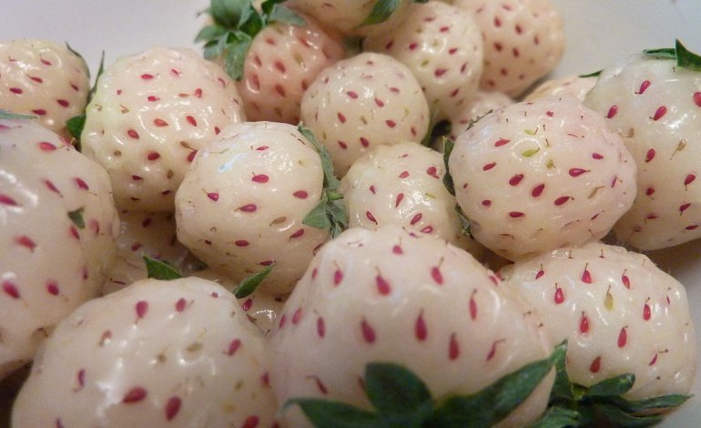 Pineberry, le antiche fragole bianche al sapore di ananas