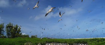 Bird Island e il miracolo delle sterne fuligginose