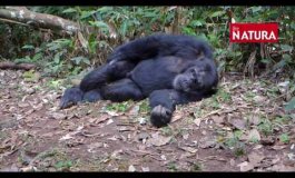 Uganda: dall’alba al tramonto con gli scimpanzé