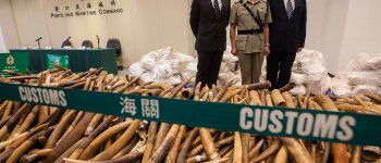 Confiscate 7.2 tonnellate di avorio: è il sequestro più grande di sempre