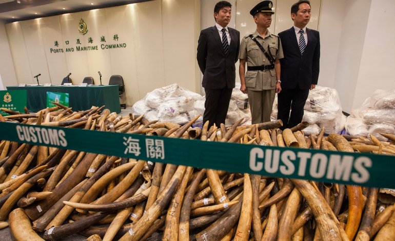 Confiscate 7.2 tonnellate di avorio: è il sequestro più grande di sempre