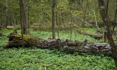 Monito UNESCO alla Polonia: proteggere la foresta di Białowieża