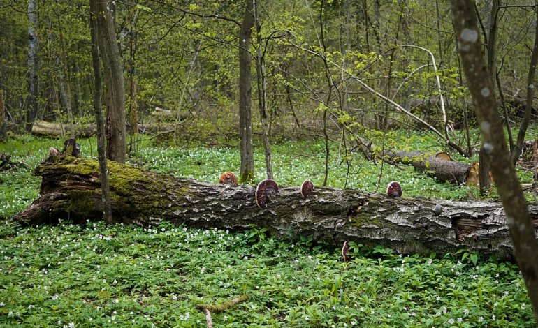 Monito UNESCO alla Polonia: proteggere la foresta di Białowieża