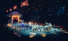 Animali e circo, la posizione dell'Ente Nazionale Circhi