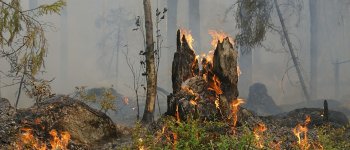 Ritardare l'apertura della caccia nelle regioni colpite dagli incendi