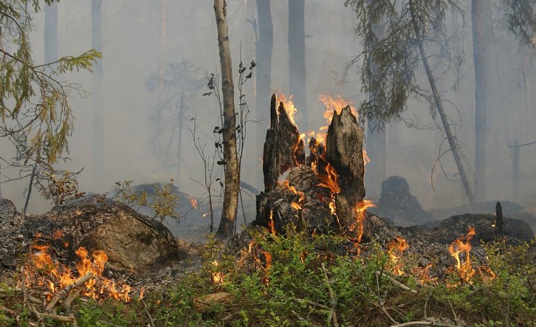 Ritardare l’apertura della caccia nelle regioni colpite dagli incendi