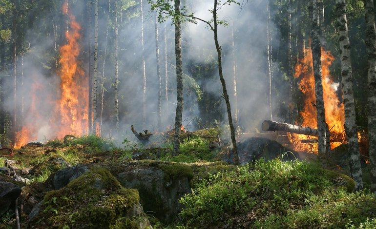 Emergenza incendi: in un mese è andata a fuoco la stessa superficie bruciata nel 2016
