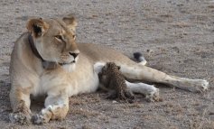 La leonessa che ha adottato un cucciolo di leopardo