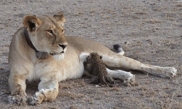 La leonessa che ha adottato un cucciolo di leopardo