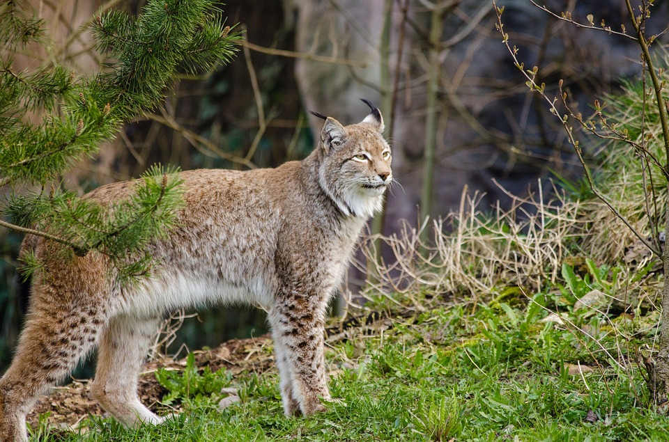 Dopo 1300 anni la lince torna in Gran Bretagna - La Rivista della Natura