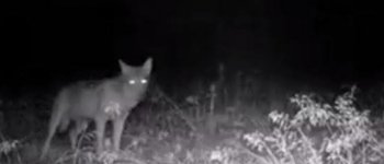 Il lupo è tornato: fotografato nel Parco del Ticino