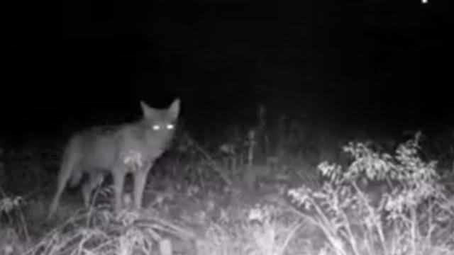 Il lupo è tornato: fotografato nel Parco del Ticino