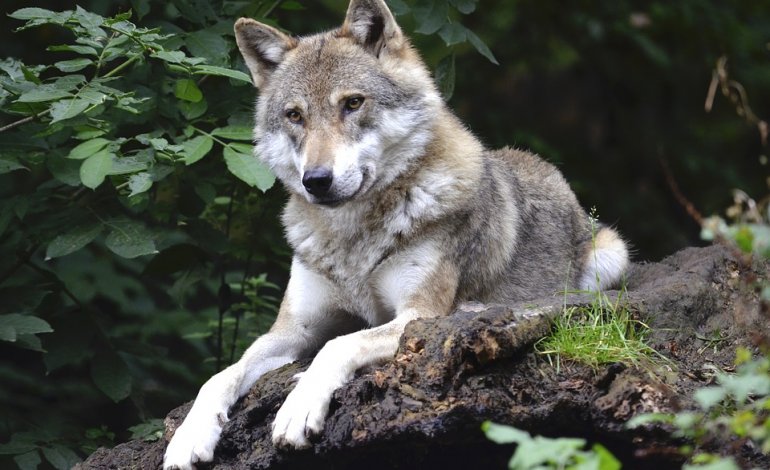Trovato un lupo avvelenato: è il secondo da inizio anno