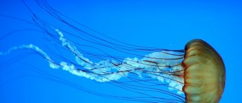 Il mare delle meduse: decuplicate dal 2009