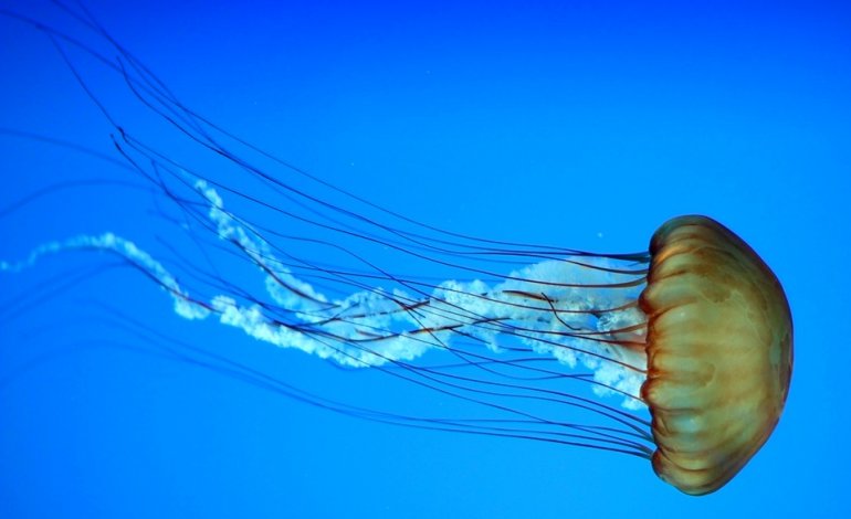 Il mare delle meduse: decuplicate dal 2009
