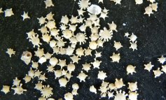 Una spiaggia di stelle: ecco cos'è la sabbia di Hoshizuna-no-Hama