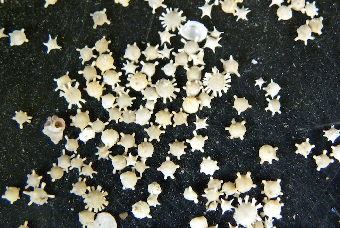 Una spiaggia di stelle: ecco cos’è la sabbia di Hoshizuna-no-Hama