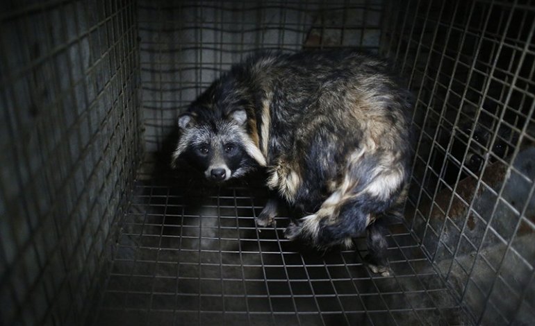 Colpo all’industria delle pellicce: vietato allevare il cane procione