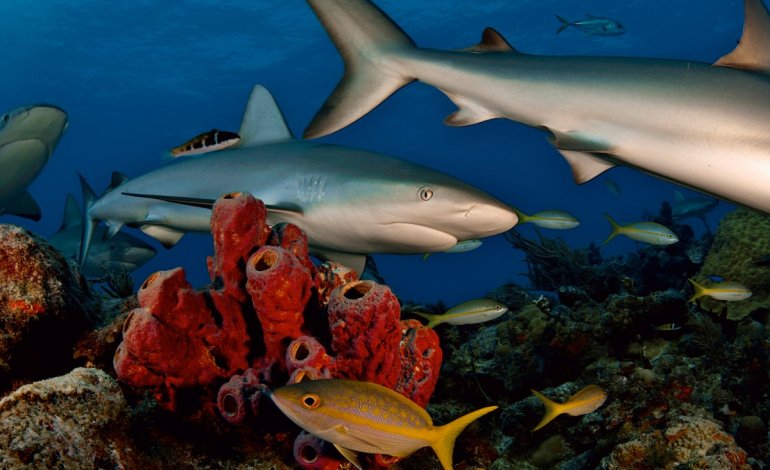 La presenza degli squali aumenta la salute della barriera corallina ​