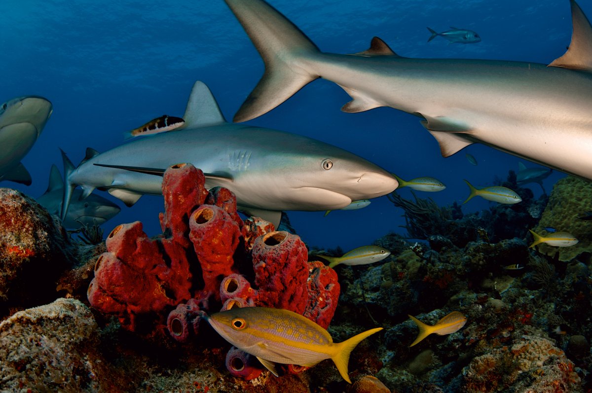 La Presenza Degli Squali Aumenta La Salute Della Barriera Corallina La Rivista Della Natura