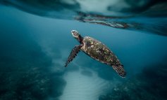 Cosa fare per aiutare una tartaruga marina in difficoltà ​