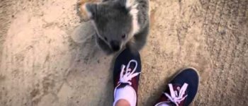 La storia di amicizia tra il baby koala ed un cameraman