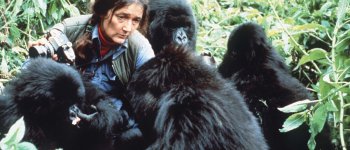 La misteriosa morte di Dian Fossey, primatologa che studiò i gorilla