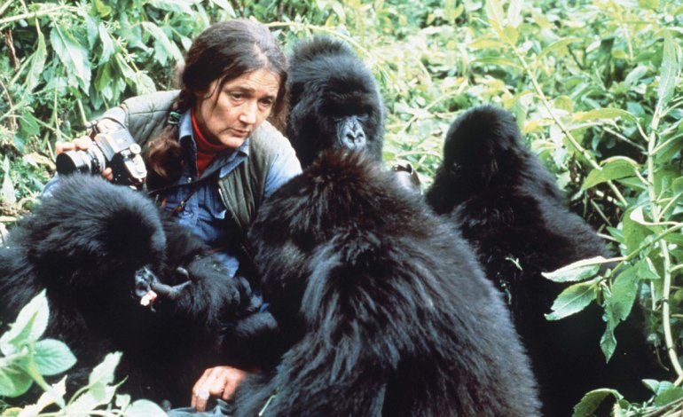 La misteriosa morte di Dian Fossey, primatologa che studiò i gorilla