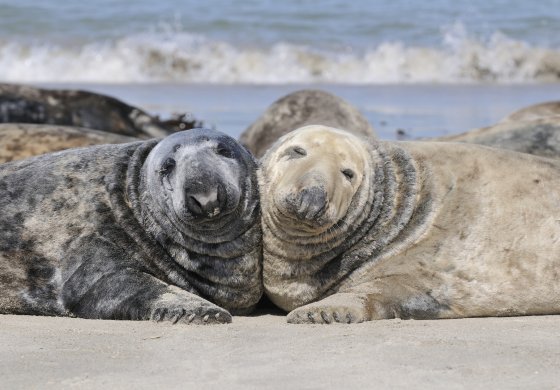 L'isola di Helgoland e le sue foche innamorate