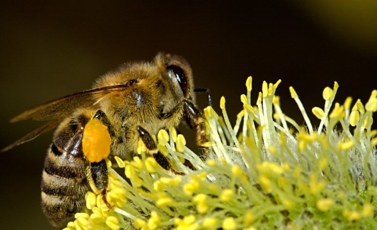 I consigli per un giardino che attira le api: quali varietà scegliere e quando piantarle
