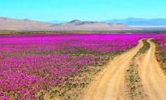 Deserto di Atacama: da luogo più arido al mondo a tappeto di fiori