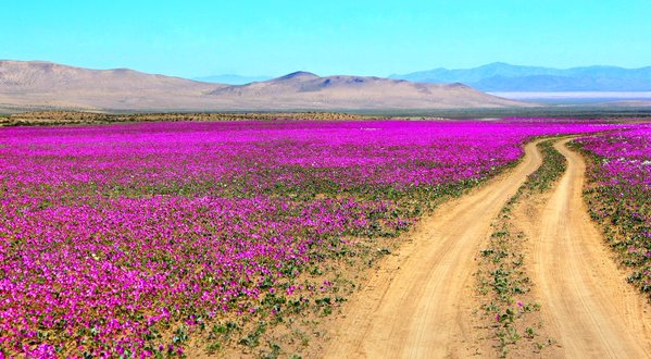 Deserto di Atacama: da luogo più arido al mondo a tappeto di fiori