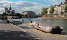 Capodoglio spiaggiato a Parigi per denunciare il degrado ambientale