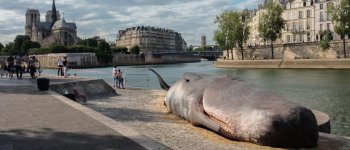 Capodoglio spiaggiato a Parigi per denunciare il degrado ambientale