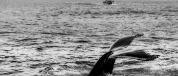 Mar Mediterraneo, ogni anno muoiono 40 cetacei in incidenti con le navi