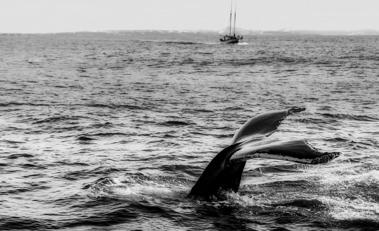 Mar Mediterraneo, ogni anno muoiono 40 cetacei in incidenti con le navi