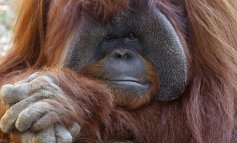 Addio a Chantek, l'orango che aveva imparato la lingua dei segni